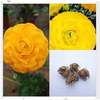 Củ hoa hoa hồng mao lương vàng đậm - tặng kèm viên nén kích thích mầm