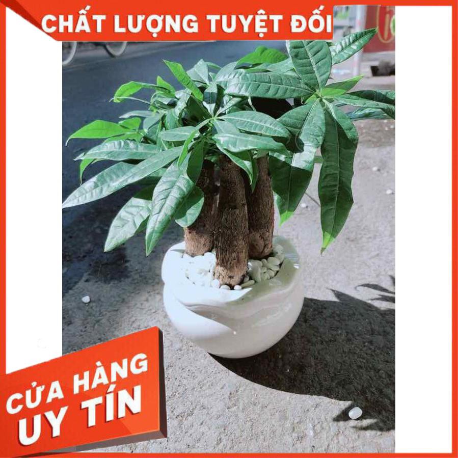 Chậu Kim Ngân 3 Thân Nhiều Người Mua