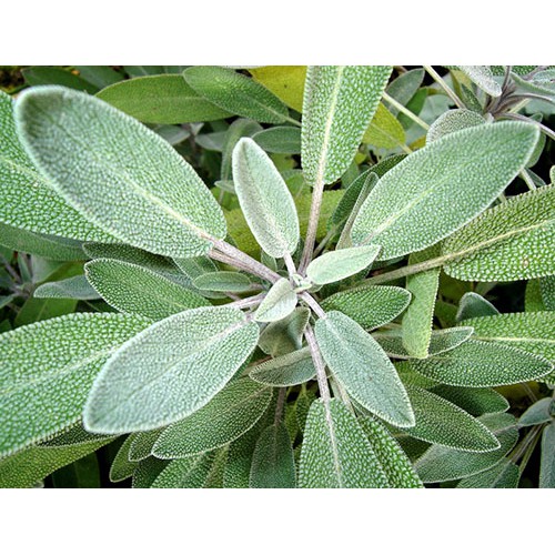 Gói 20  hạt giống Xô Thơm Sage