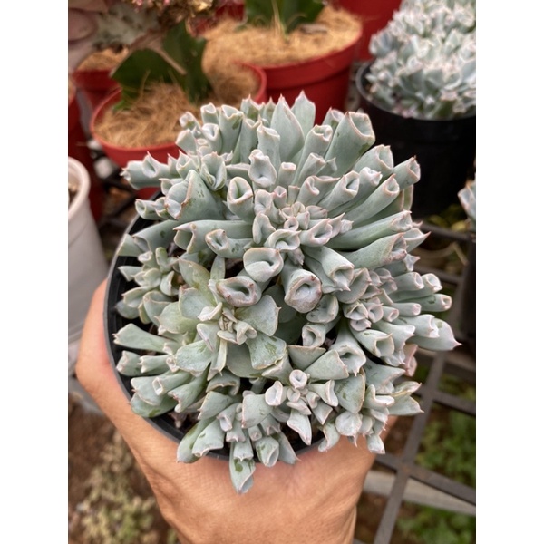 Sen đá cúc ống điếu size trung to khoẻ 😍