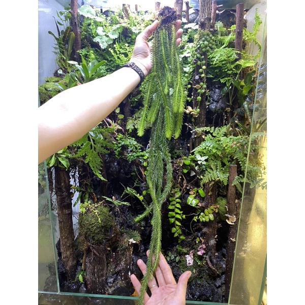 thông đất treo, treo gió ban công, thân rũ tạo layout rừng cho hồ bán cạn, paludarium.