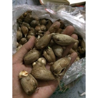 Sét 10 củ lan nam phi - mix nhiều màu - củ giống nhập khẩu chất lượng cao