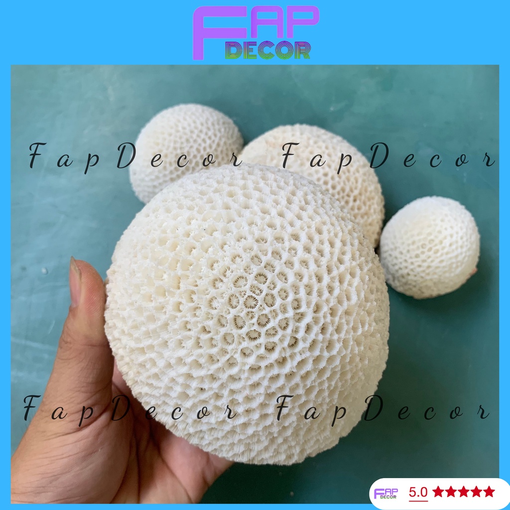SAN HÔ BÁNH BAO PHONG THỦY HÀNG ĐẸP TRANG TRÍ THỦY SINH TIỂU CẢNH SETUP BỂ CÁ - FAPDECOR