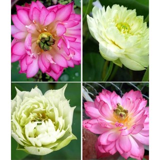 4 HẠT GIỐNG SEN CUNG ĐÌNH 2 MÀU TRẮNG HỒNG