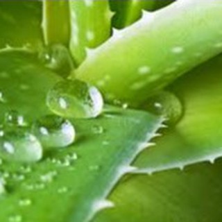Chiết Xuất Nha Đam ( Aloe Vera Extract )