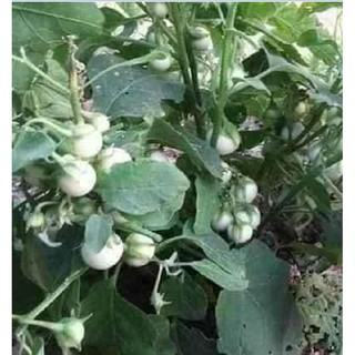 Hạt Giống Cà Pháo Trắng - 1 gói 0,5gram - STHG2