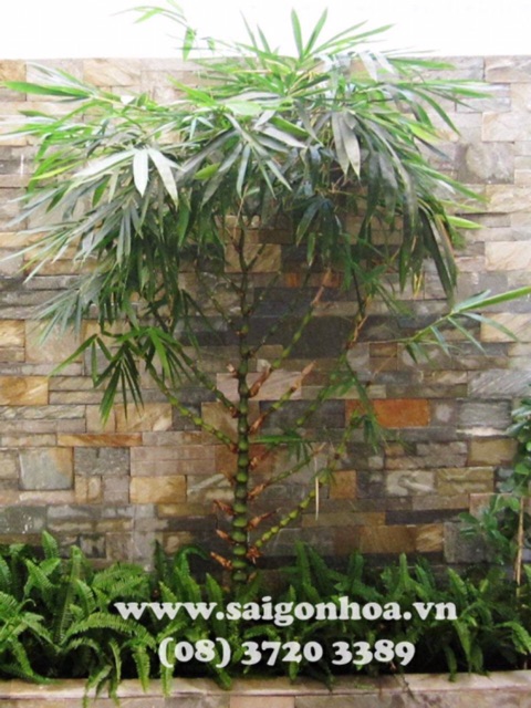 Cây trúc Phật bà