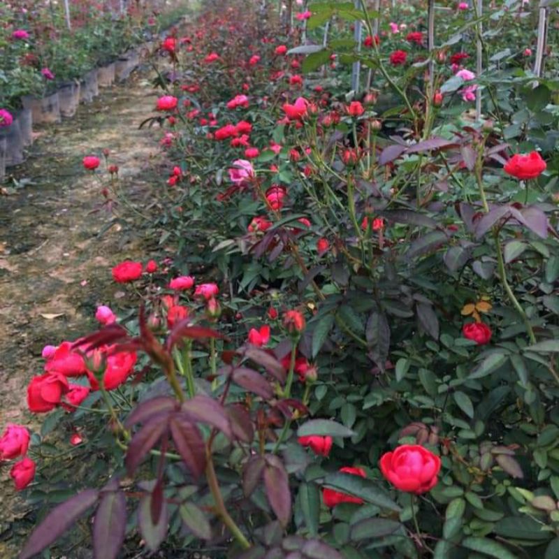 Hoa hồng trứng đỏ SIÊU HOA  - dễ chăm sóc, hoa quanh năm-Vườn Hoa Melinhrose