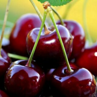 Cây cherry brazil