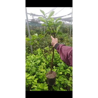 Bưởi Đỏ Luận Văn - Chiết Cành