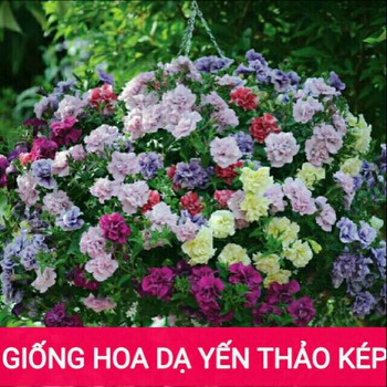 [GIÁ GỐC] Hạt Giống Dạ Yến Thảo Kép Nhiều Màu - 20 hạt