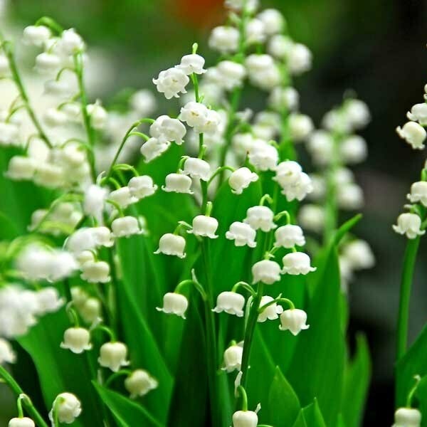 LILY OF THE VALLEY