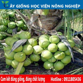 cây giống dừa xiêm lùn năng suất cao