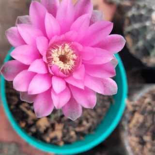 Xương rồng gymnol