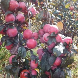 CÂY GIỐNG MẬN ĐỎ
