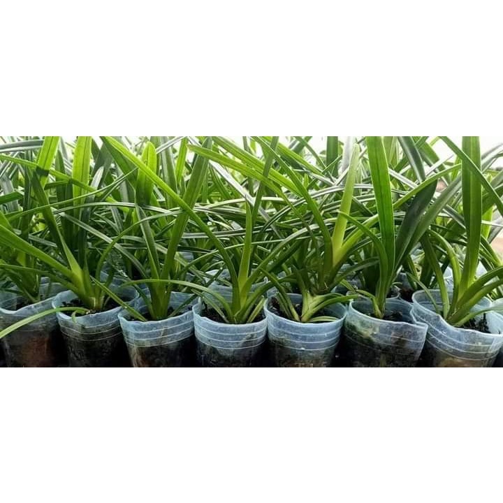 Phong lan kiếm phượng hoàng lữa size trung chiều cao 20 cm dể chăm dể hoa khỏe tốt