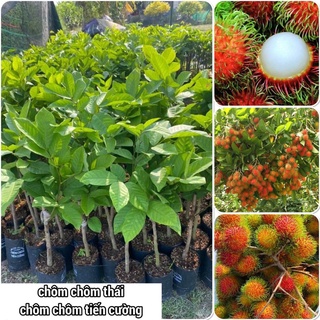 Chôm chôm thái cao 60-70cm mua 5 cây tặng 1 cây