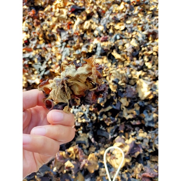 Nấm mèo  tây bắc