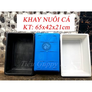Khay Nuôi Cá sâu 21cm KT: 65x42x21cm (chỉ giao hỏa tốc Sài Gòn)