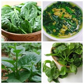 Hạt giống rau mồng tơi gói 20gram