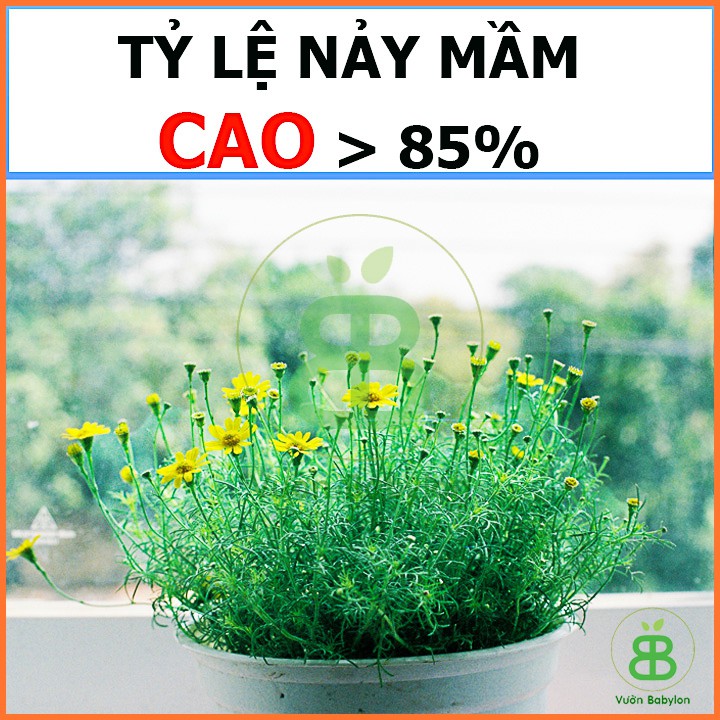 Hạt Giống Hoa Cúc Sao Băng Vàng