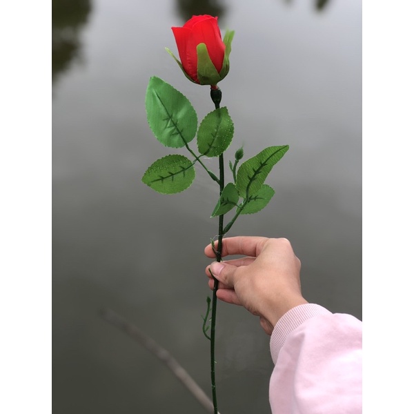 COMBO 10 bông Hồng Nhung -1 bó Đẹp +rẻ