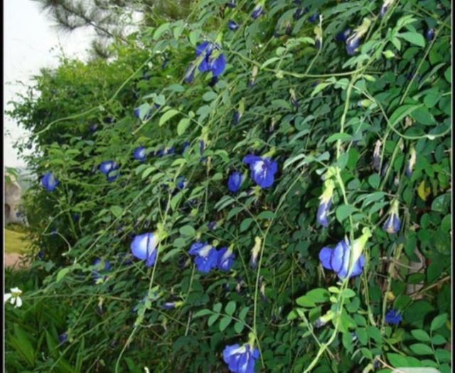 [Mã GROSALEHOT giảm 8% đơn 250K] { 100G } HOA ĐẬU BIẾC SẤY KHÔ | BigBuy360 - bigbuy360.vn