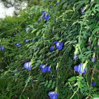 [100G] HOA ĐẬU BIẾC SẤY KHÔ