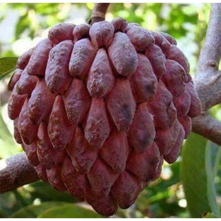 Cây Na Tím Giống