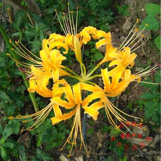 Củ giống hoa bỉ ngạn hoa màu vàng - 1 củ Kèm viên nén ươm củ