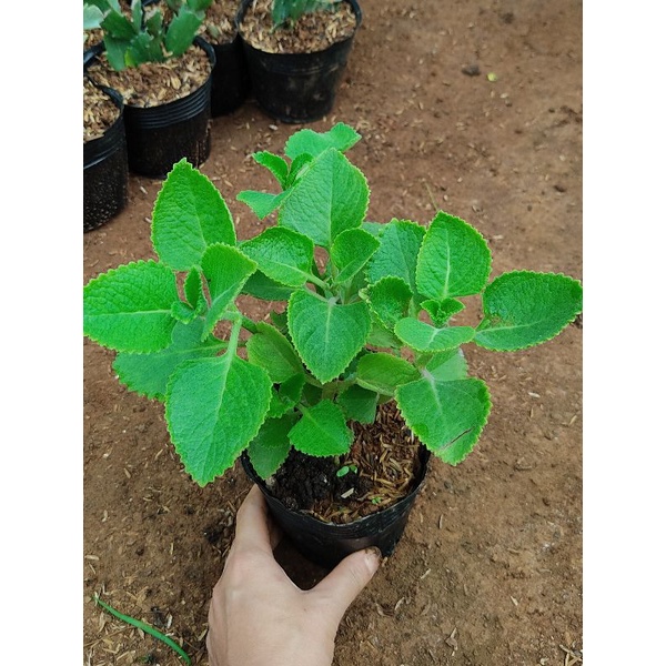 Cây húng chanh, tần dày lá chậu trung nhiều nhánh