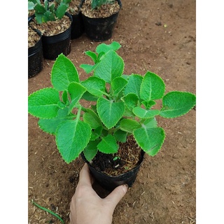 Cây húng chanh, tần dày lá chậu trung nhiều nhánh