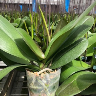 Combo 6 cây Lan hồ điệp đang ngồng hoa