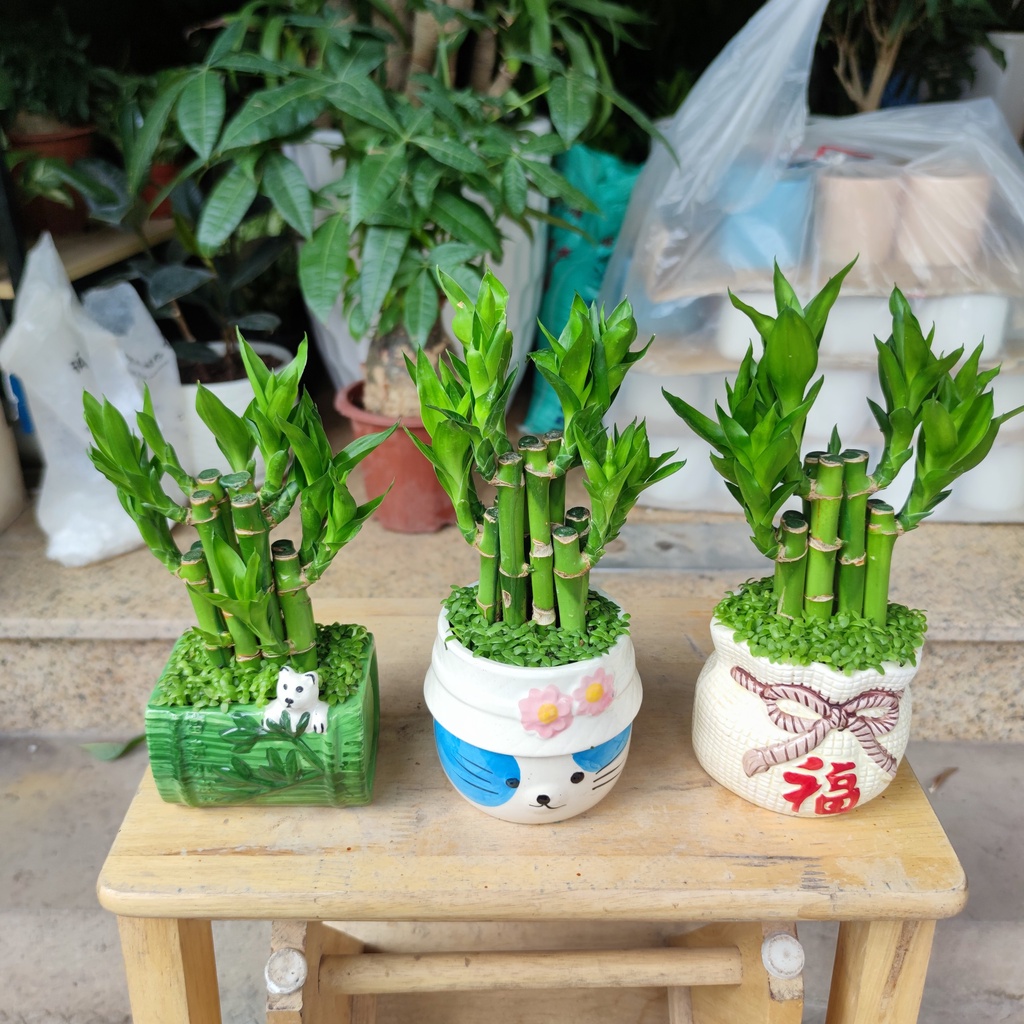 Combo 3 cây mini để bàn cực xinh , cây trúc phú quý ,cây lưỡi hổ ,cây bàn (chậu nền cỏ ngẫu nhiên)