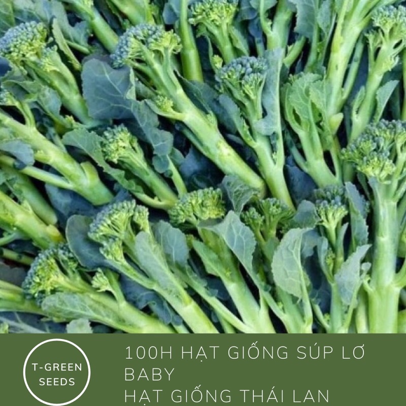 100 hạt giống súp lơ baby xanh