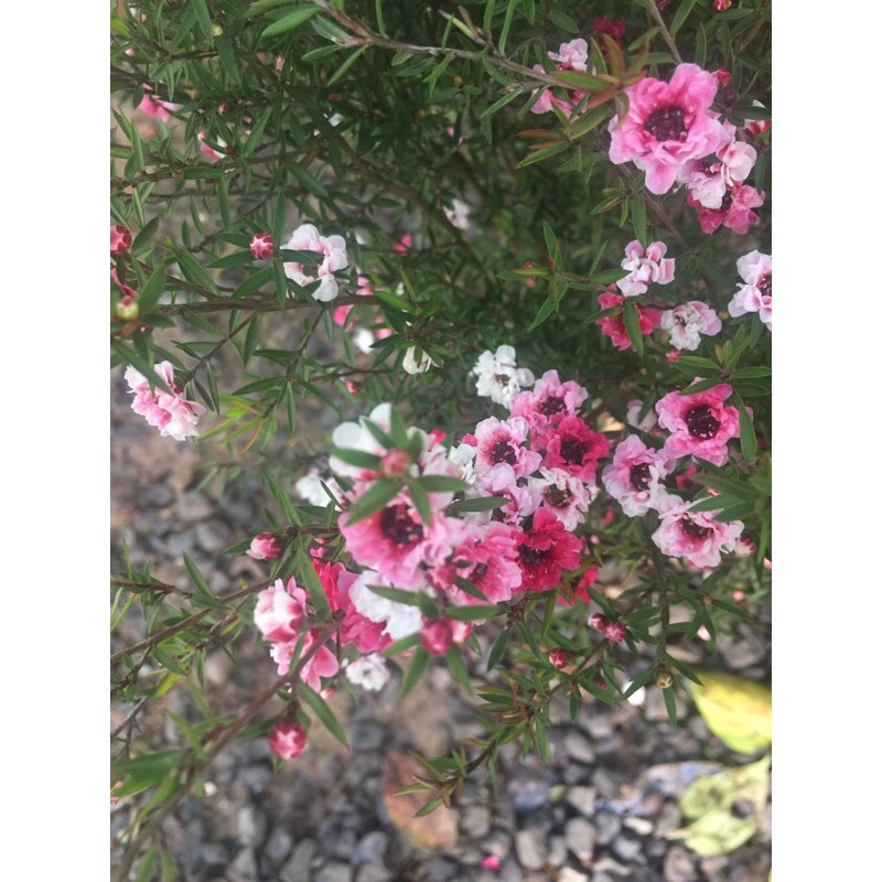 nhất chi mai(tùng tuyết mai) cây đang hoa size lớn