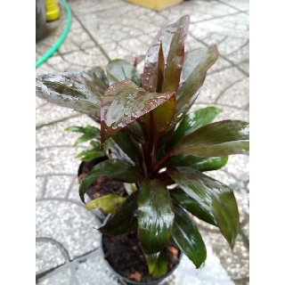 Cây huyết dụ lá đỏ để bàn nhiều dược tính quý 50k/cây cao từ 25-35cm