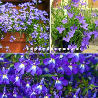 HẠT GIỐNG HOA LOBELIA RŨ [Giá Hủy Diệt]
