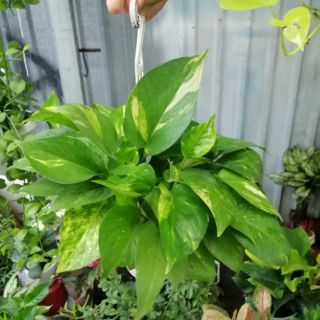Cây trầu bà xanh mini