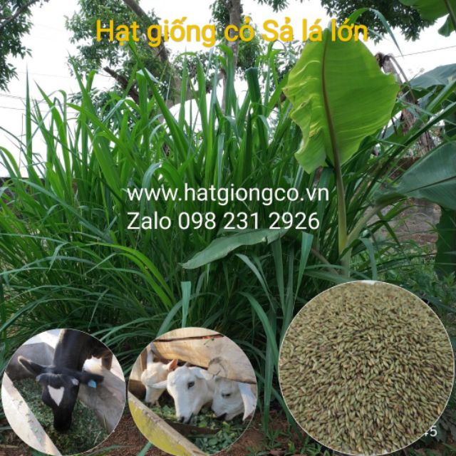 Hạt giống cỏ Sả lá lớn 500g