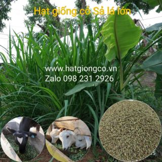 Hạt giống cỏ Sả lá lớn 500g