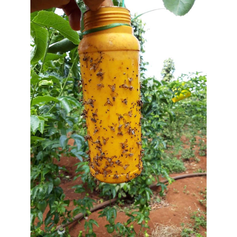 Bình xịt bẫy ruồi vàng, côn trùng
