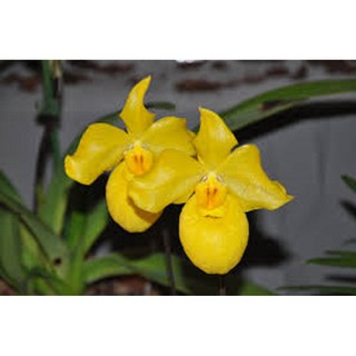CÂY GIỐNG LAN HÀI MỐC VÀNG