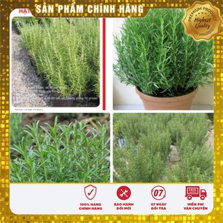 Hạt Giống Cây Hương Thảo 10 Hạt