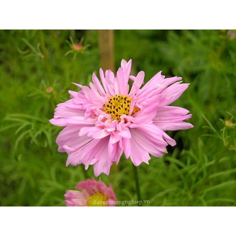 ( HOT ) Hạt giống hoa cánh bướm mix ( đơn, kép, nhiều màu) gói 50 hạt