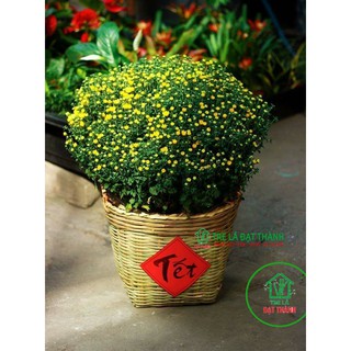 CẦN XÉ TRE ĐA NĂNG