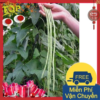 Combo 2 gói hạt giống đậu đũa