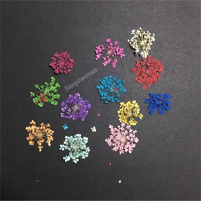Hoa khô Queen anne’s lace trang trí resin