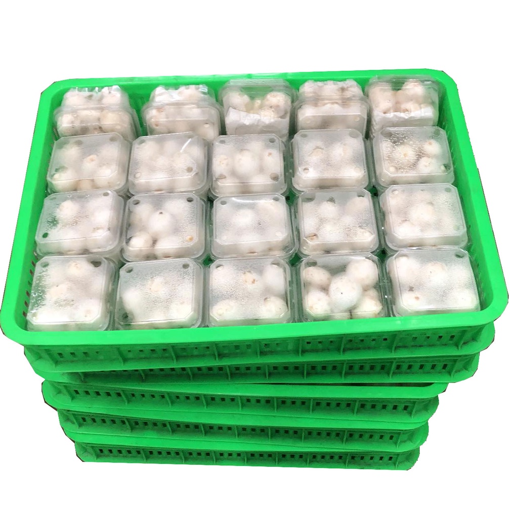 Nấm Mỡ Trắng Tươi