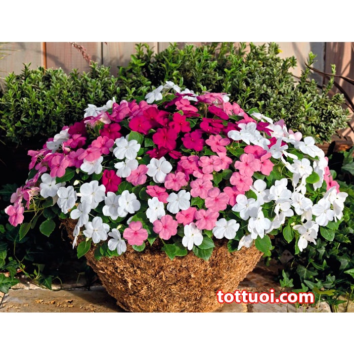 Hạt Giống Hoa Ngọc Thảo Mai Địa Thảo Mix Màu - SL: 50 HẠT